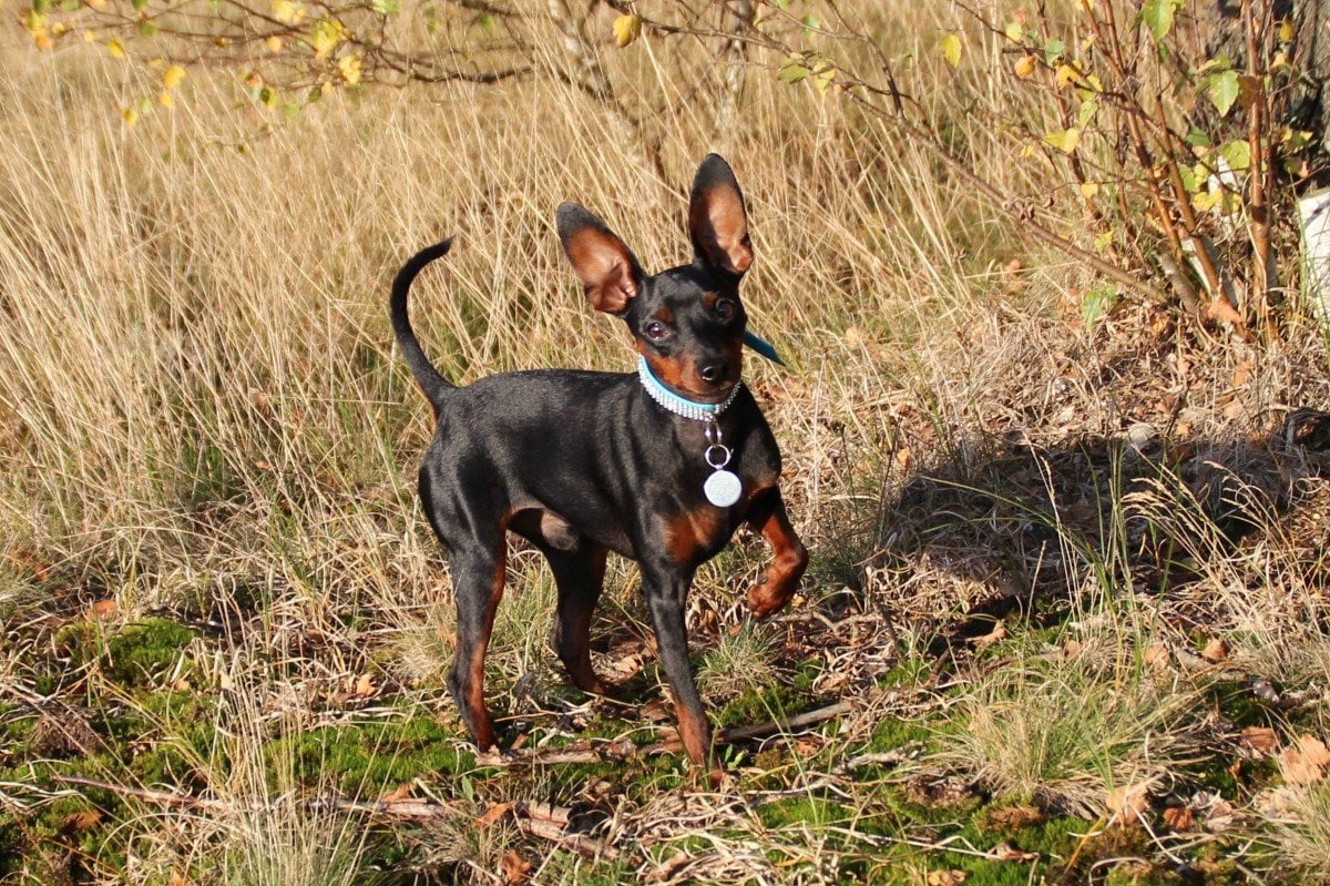Cachorro da raça Pinscher, de cor preta com detalhes marrons, com uma das patas frontais levantada, em um campo com mato.