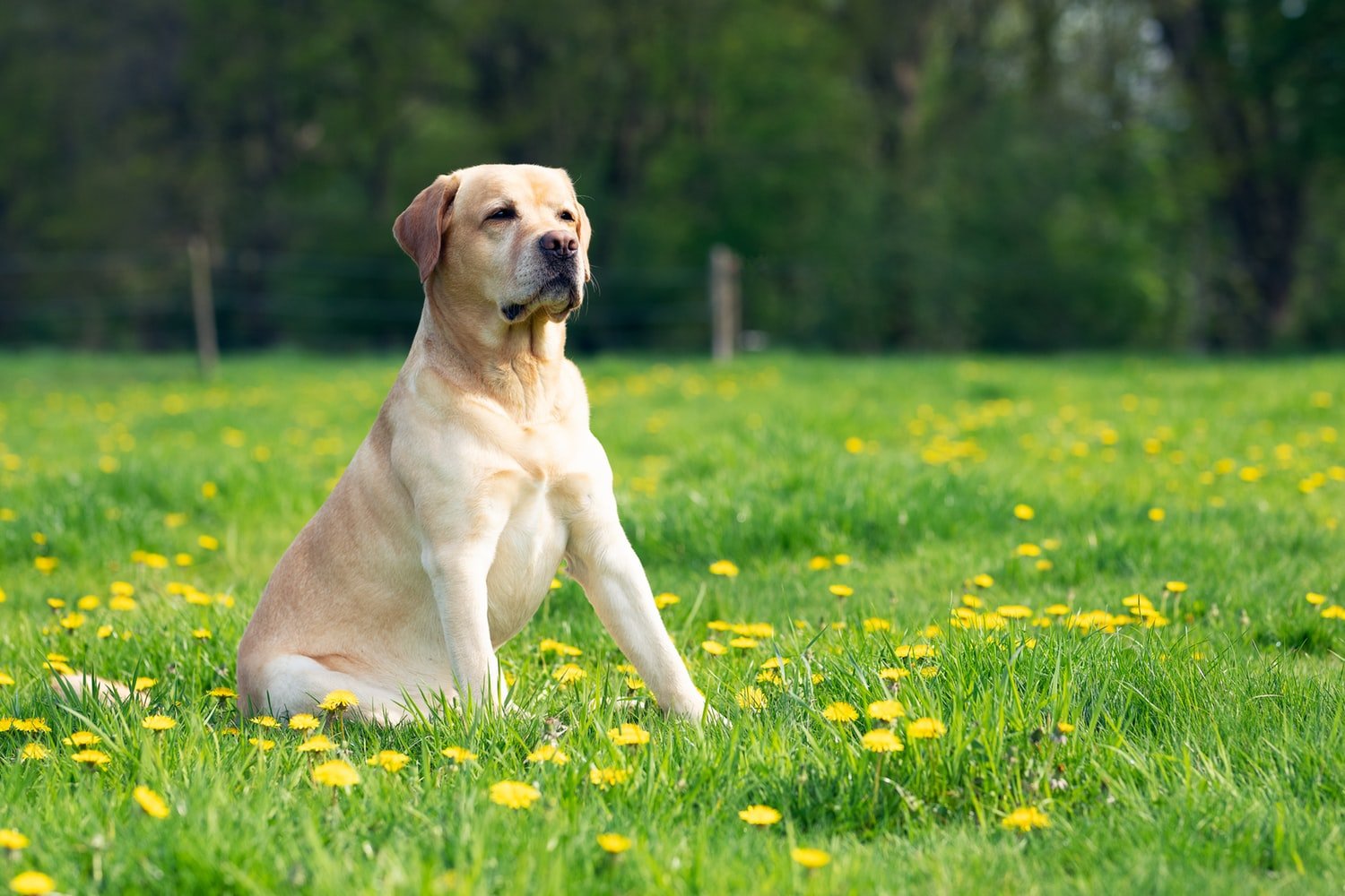 Cachorro da raça Labrador, da cor creme, sentado em um campo gramado com flores amarelas.