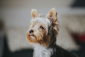 Cachorro da raça Yorkshire Terrier, de cor caramelo e cinza, em uma sala, olhando para o lado.
