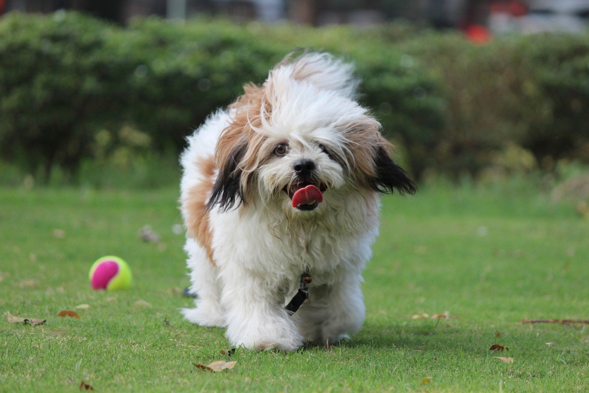 Cachorro da raça Shih Tzu, de cor branca com manchas marrons, com a língua para fora, correndo atrás de uma bolinha em um gramado.