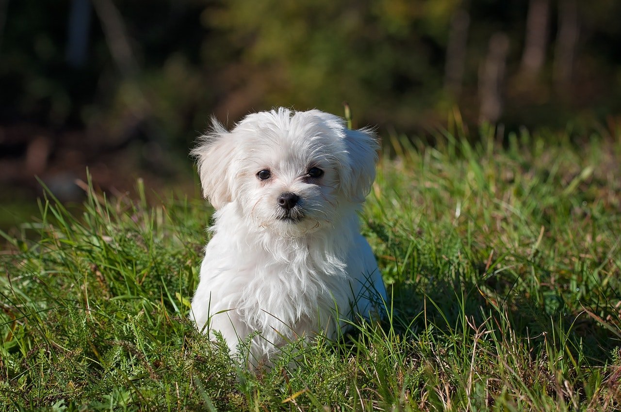 Cachorro da raça Maltês, de cor branca, sentado em um gramado.