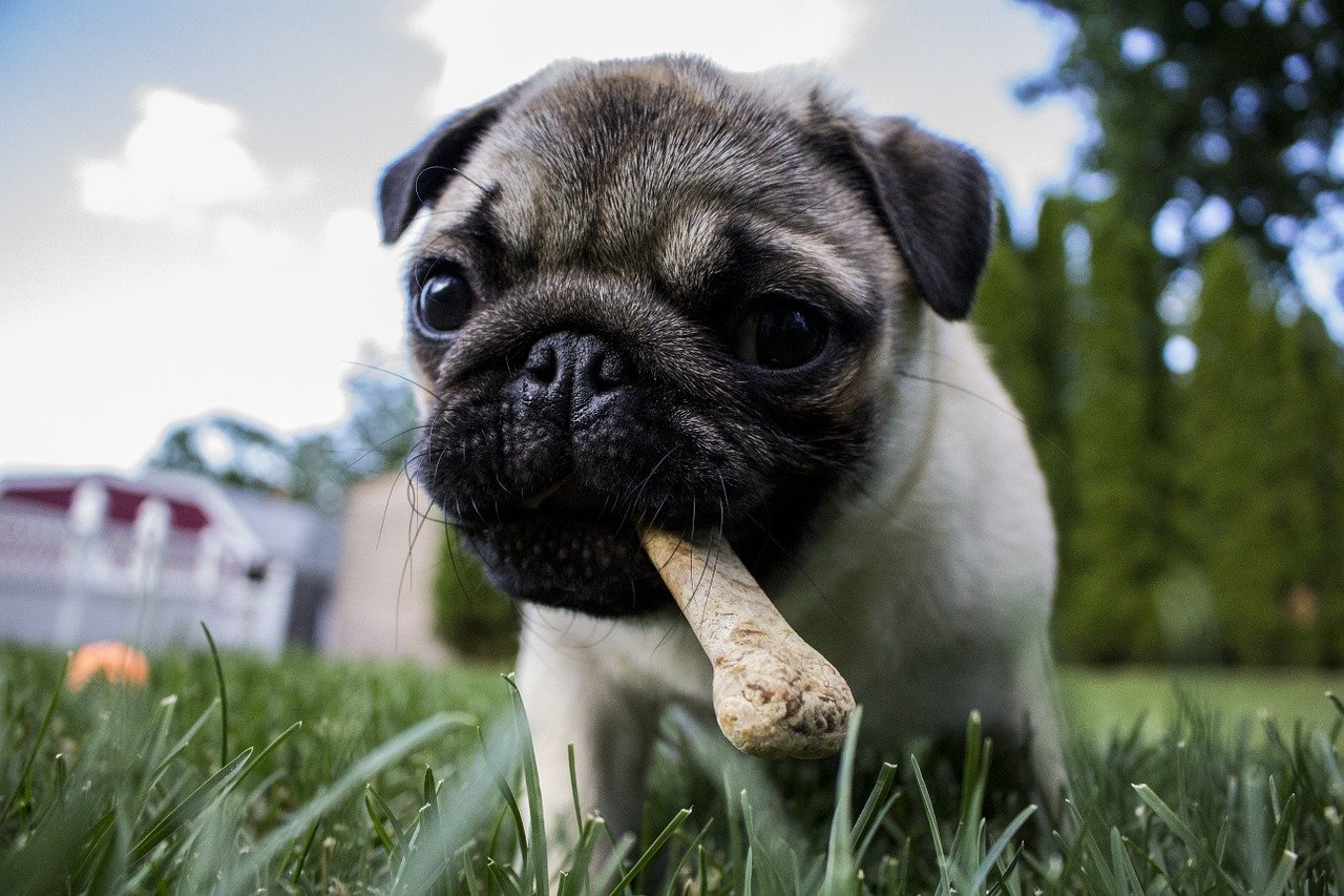 Cachorro da raça Pug, de cor bege, com um osso na boca em um gramado.