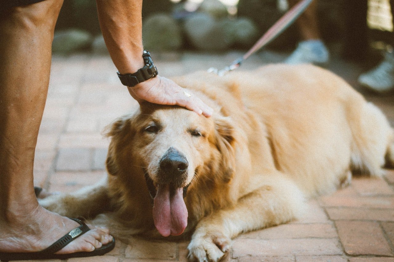 Cachorro da raça Golden Retriever, de cor caramelo, deitado no chão com a língua para fora, recebendo carinho na cabeça.