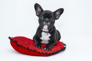 Cachorro da raça Buldogue Inglês, de cor preta com detalhes em branco, deitado em uma almofada vermelha.