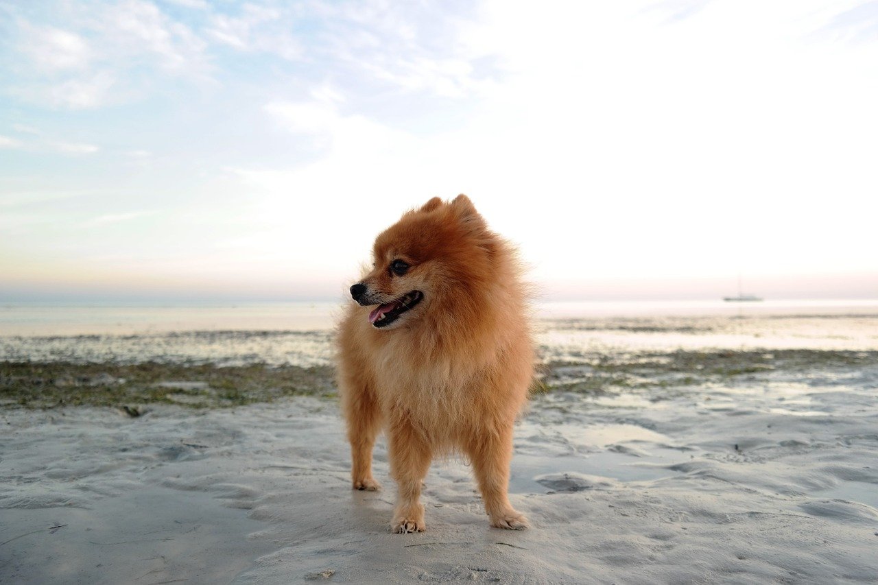 Cachorro da raça Lulu da Pomerânia, de cor caramelo, em uma praia.