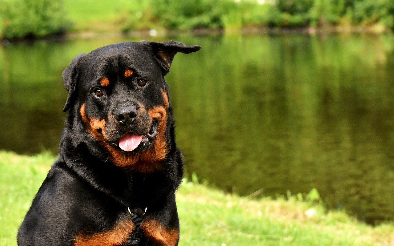 Cachorro da raça Rottweiler, de cor preta com detalhes marrons, sentado no gramado em frente a um lago, com a língua para fora.