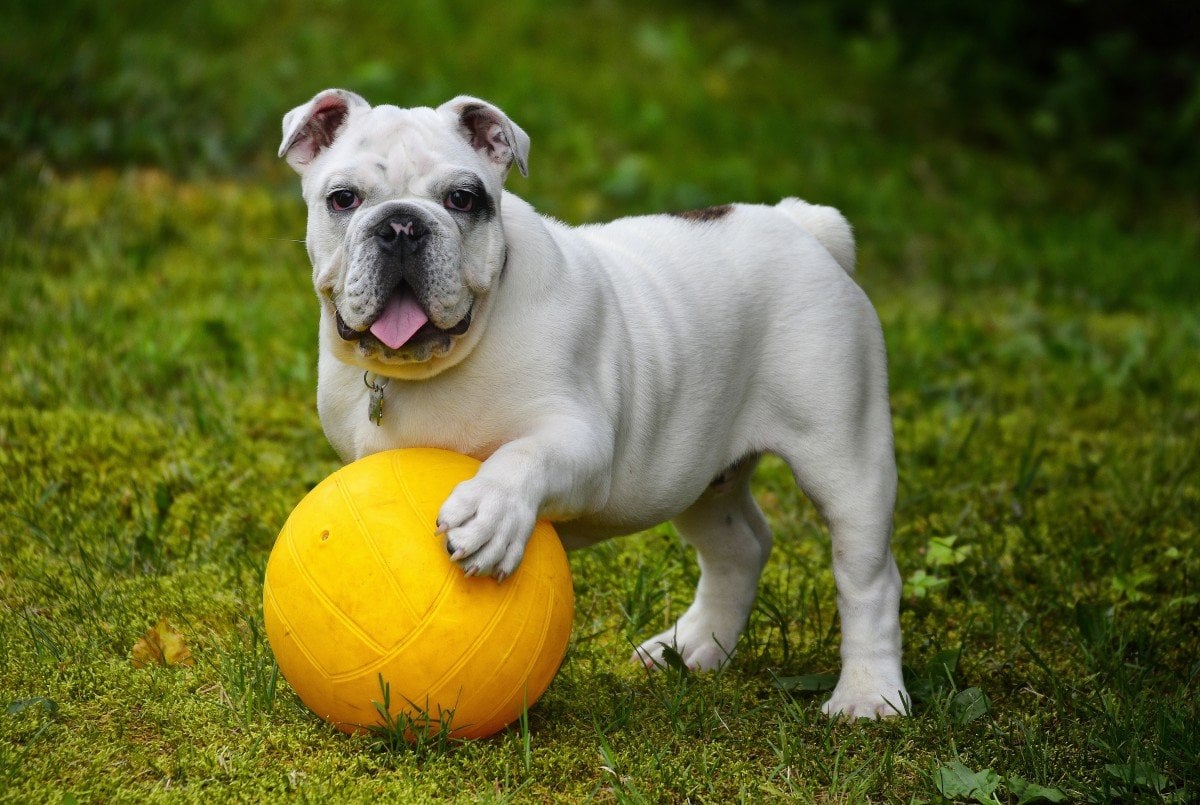 Cachorro da raça Buldogue Inglês, de cor bege, em um gramado, com a língua para fora e brincando com uma bola de futebol amarela.