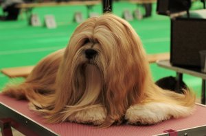 Cachorro da raça Lhasa Apso, de cor caramelo, deitado em cima de uma mesa.