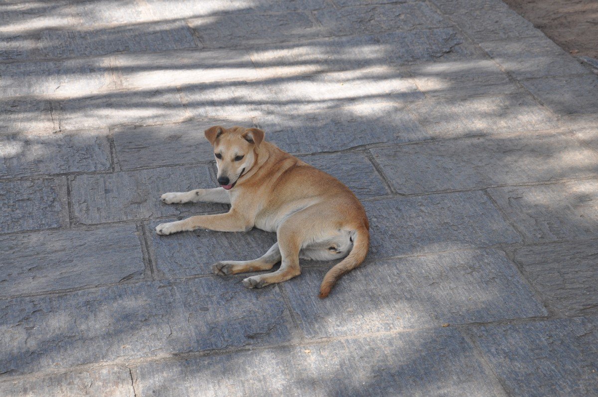 Cachorro sem raça definida, de cor caramelo, deitado em piso de pedra, na sombra de uma árvore.