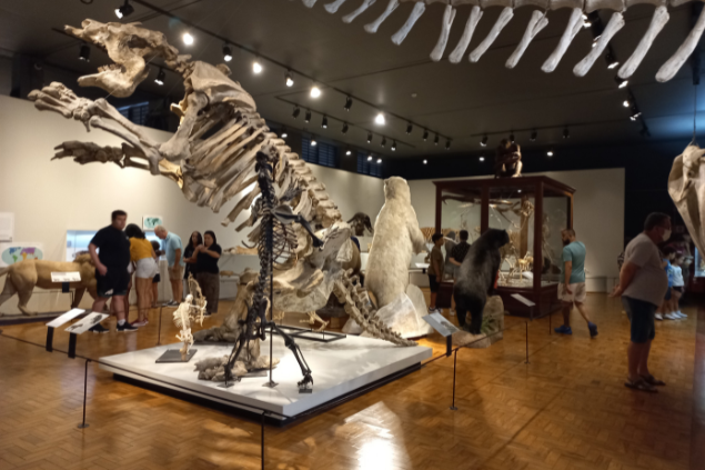 Sala do Museu de Zoologia da USP. Há um fóssil exposto e várias pessoas tirando foto