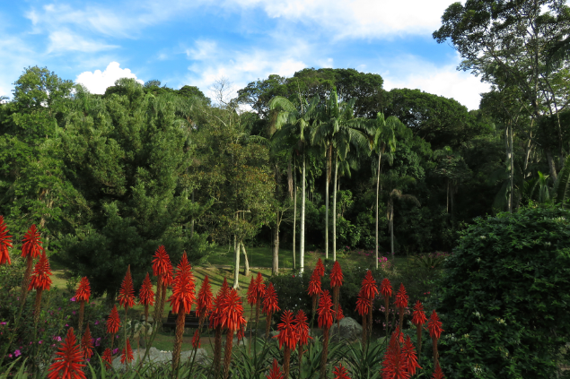 Vista da vegetação do Parque Estadual da Cantareira.