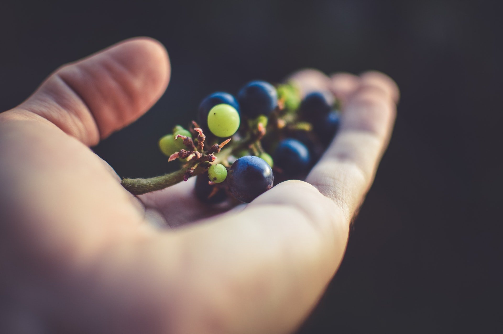 Mão segurando um cacho de uvas