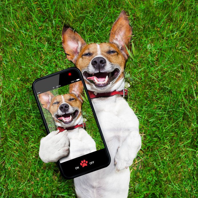 Cachorro sorrindo tirando selfie