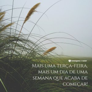 Mais uma terça-feira, mais um dia de uma semana que acaba de começar! - Mensagem de boa terça-feira