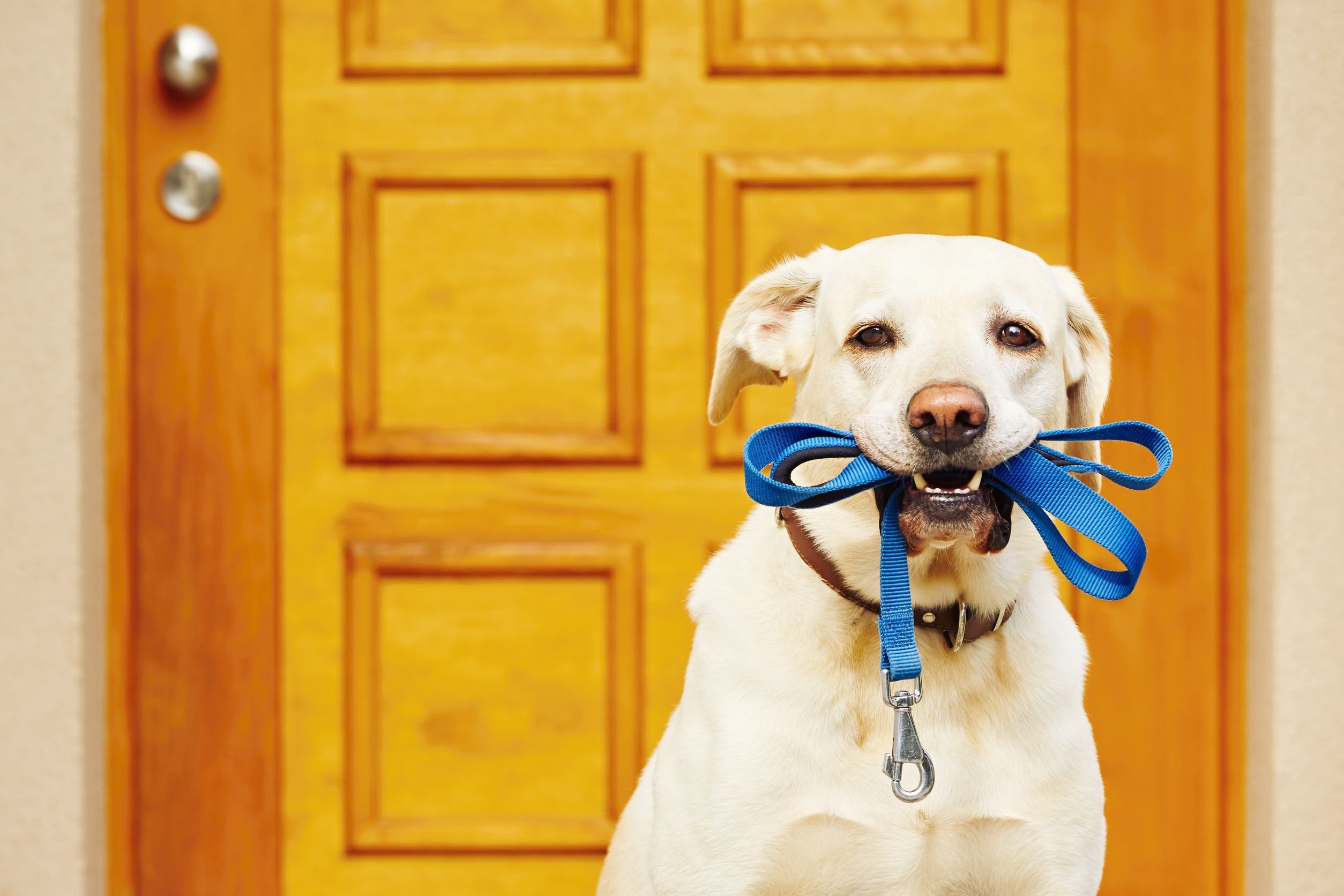 Foto de cachorro segurando coleira na boca