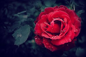 Rosa ampliada coberta por orvalho.