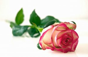 Rosa sobre uma mesa.
