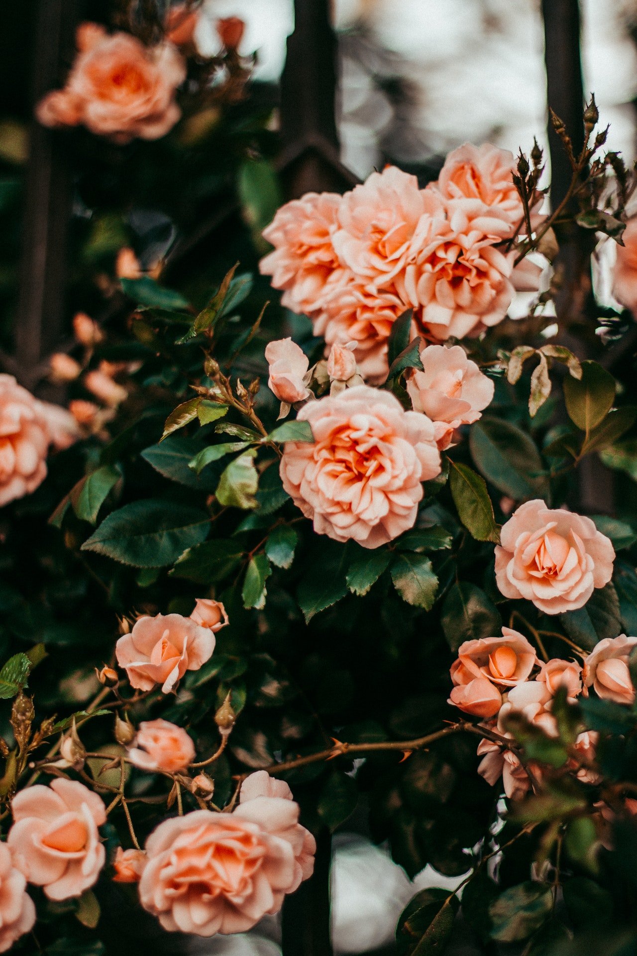 Roseira de rosas laranjas sobre uma cerca.