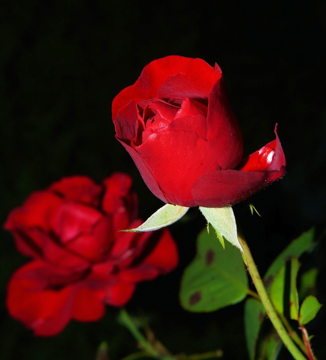Imagem ampliada de rosas vermelhas sobre fundo preto.