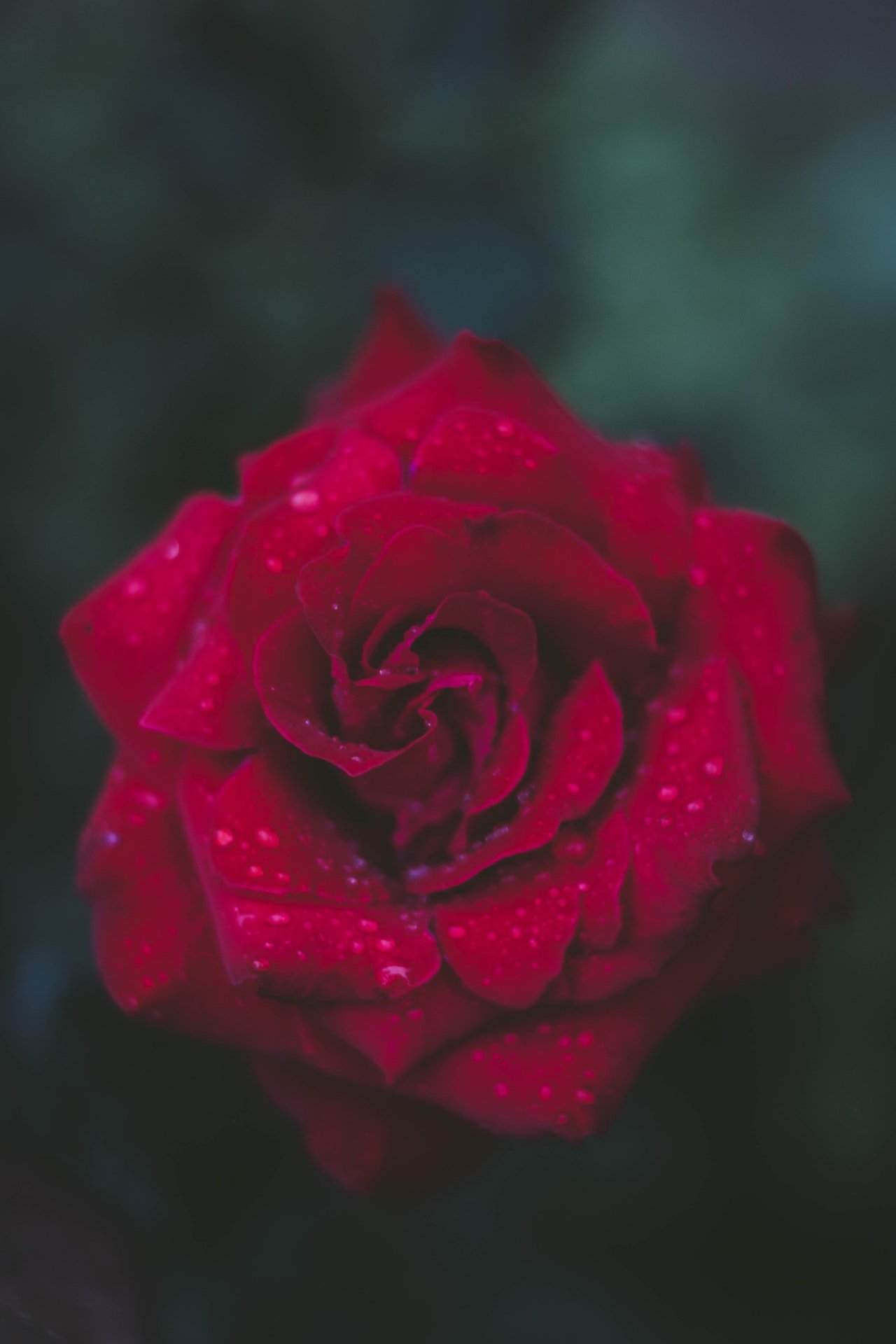 Imagem ampliada de rosa vermelha sobre fundo escuro.