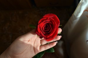 Pessoa segurando uma rosa vermelha.