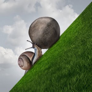 Caracol carregando pedra