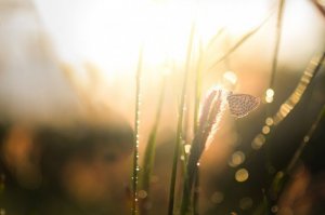 Raios de sol nas plantas.
