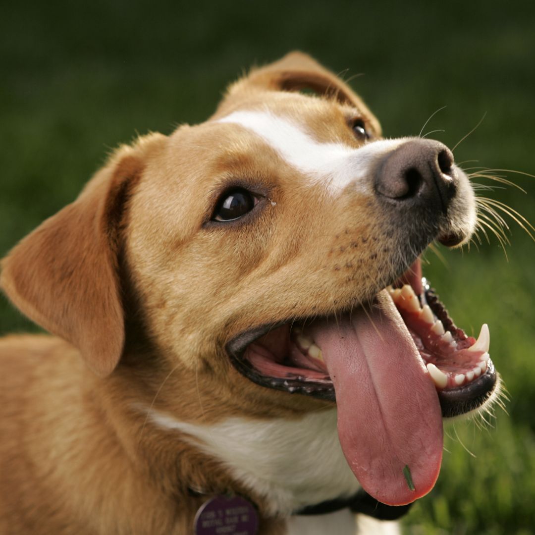 Cachorro com a língua pra fora da boca