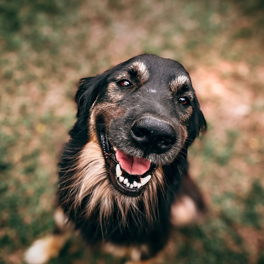 Cachorro com orelhas abaixadas e boca aberta, como se estivesse sorrindo