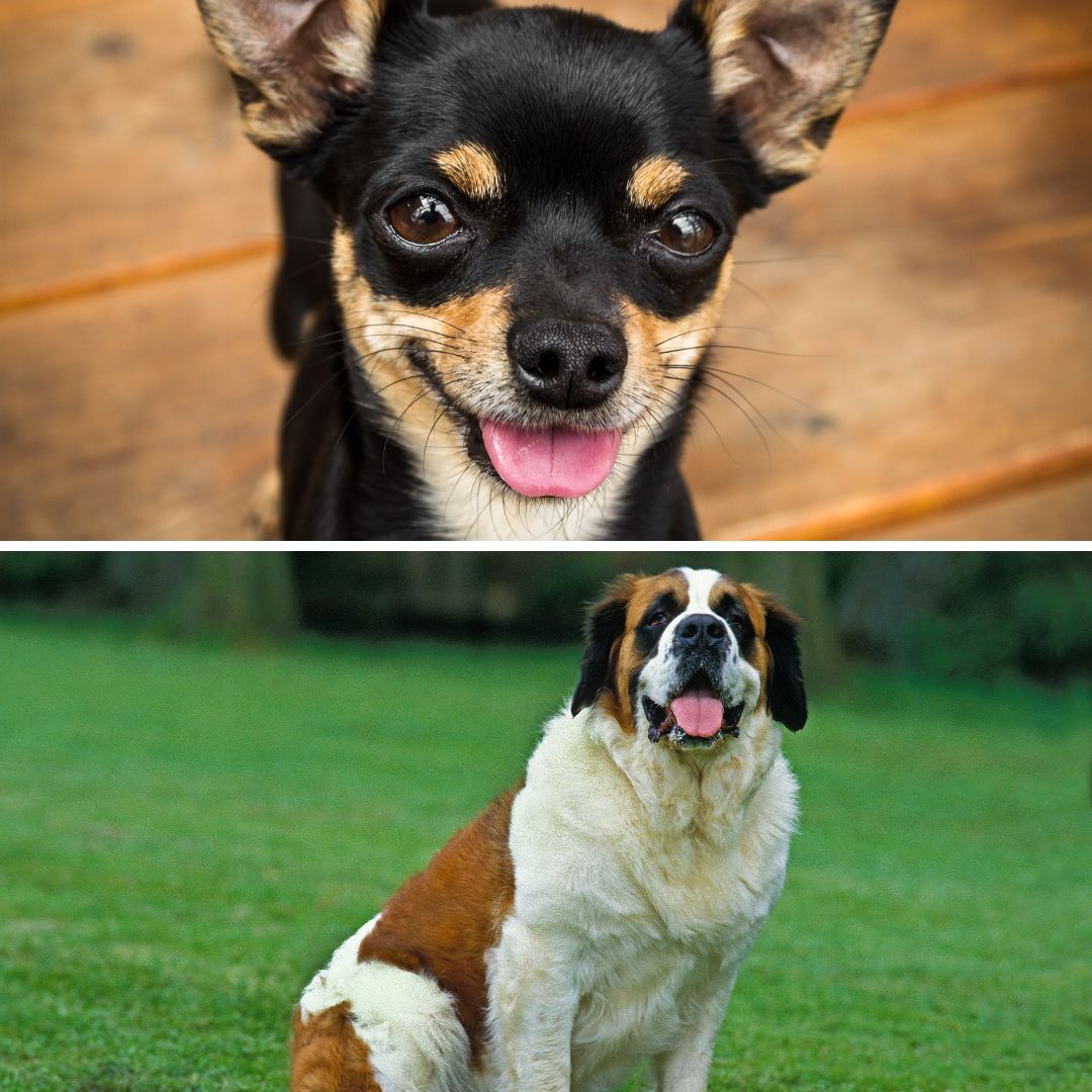 Imagem em gride de um Chihuahua e de um cachorro São Bernardo
