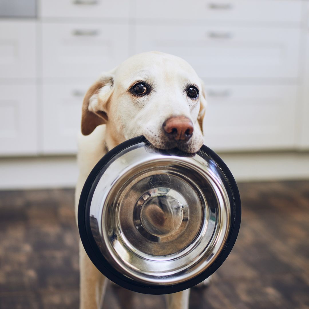 Cachorro segurando a vasilha de comida na boca