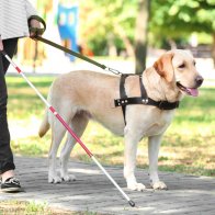 Golden sendo cão-guia
