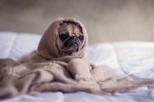 Cachorro coberto por lençol na cama.