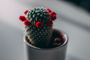 Imagem de um mini cacto com flores vermelhas.