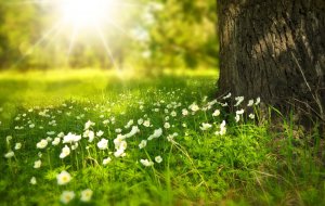 Foto de campo com flores