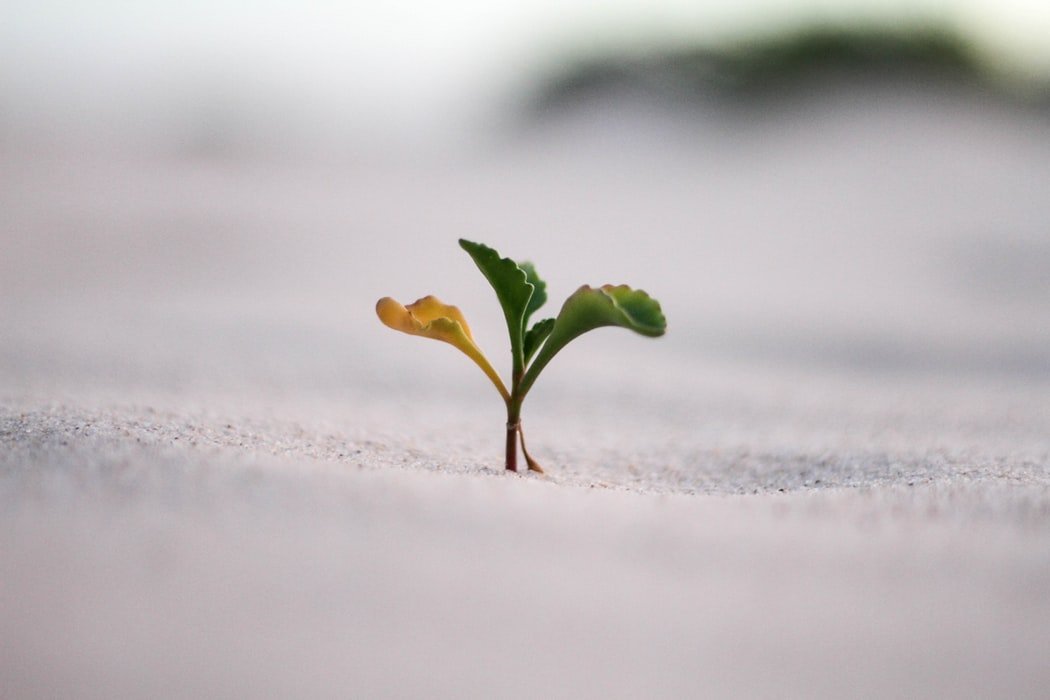 Pequena planta nascendo na areia.