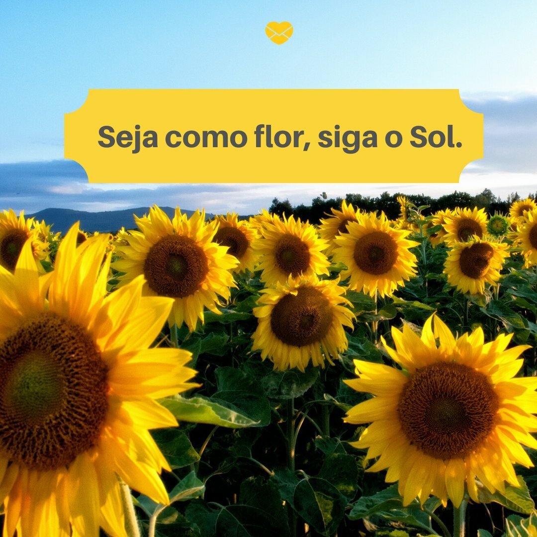 'Seja como flor, siga o Sol' - Seja como flor, siga o sol!