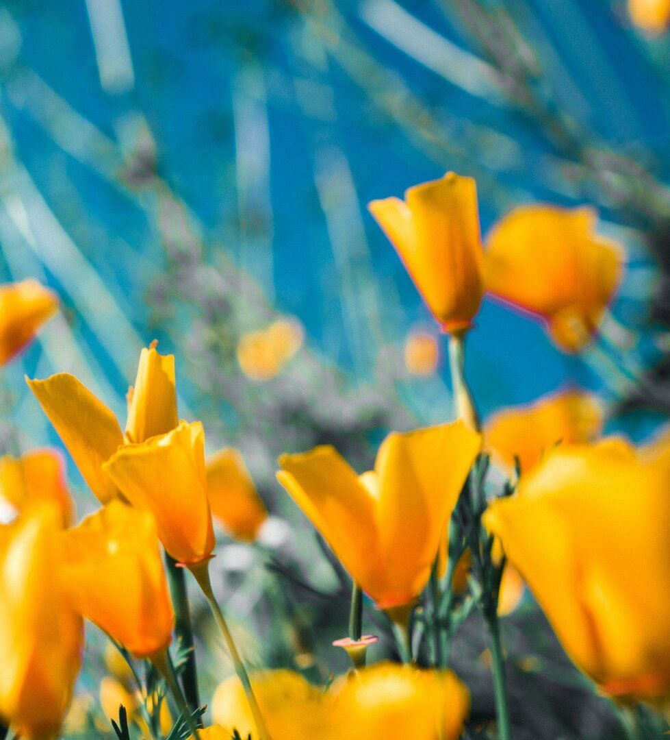Flores de frente pra o céu azul