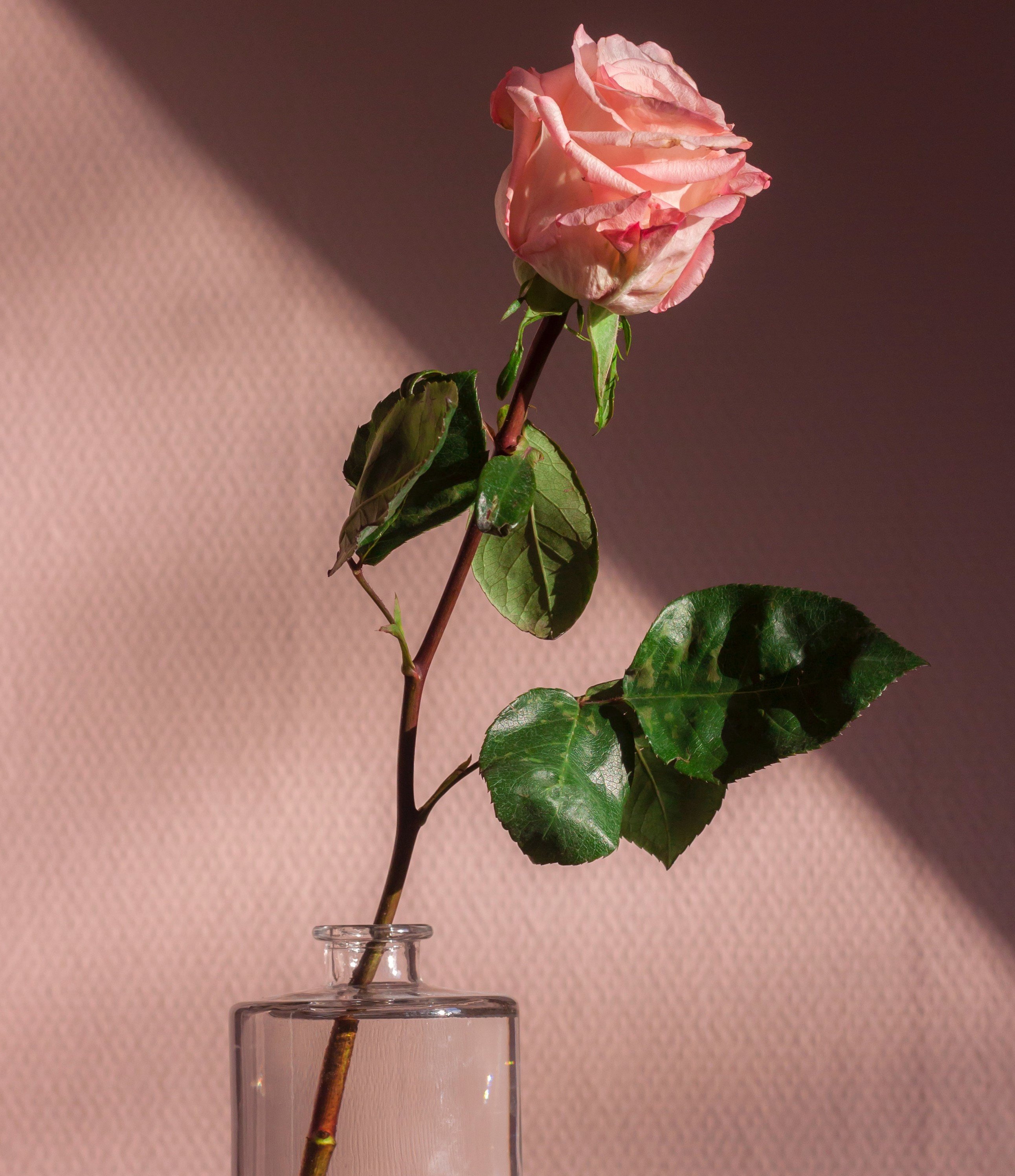 Rosa em um frasco com água