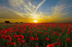 Pixabay Campo de flores vermelhas com Sol ao fundo