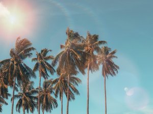 Marc Richards Pixabay Coqueiros de praia e o sol de canto