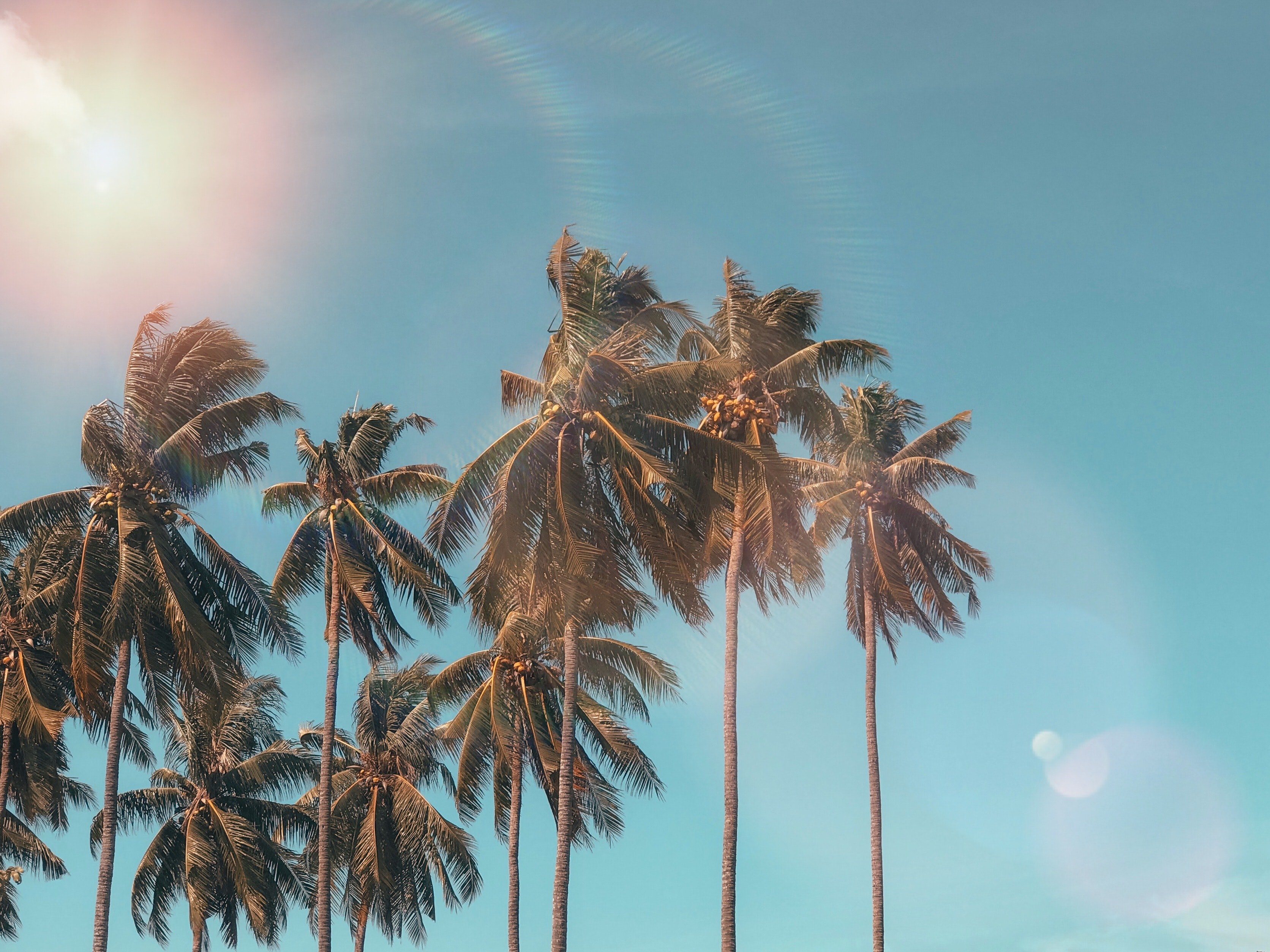 Coqueiros de praia e o sol de canto