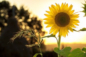Mploscar Pixabay Flor de girassol