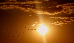 AdinaVoicu Unsplash Sol e pássaros