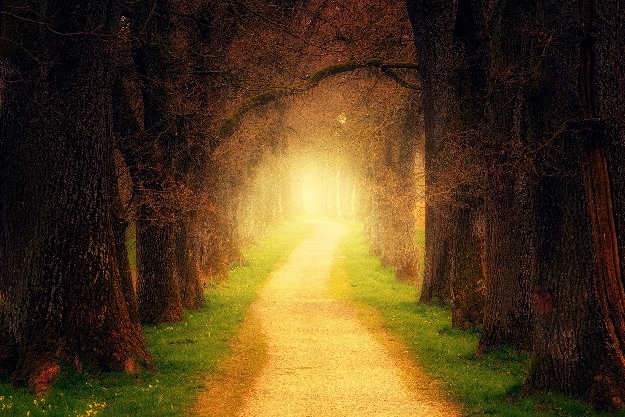 Estrada de terra no meio de uma floresta, com uma luz amarela em seu caminho.
