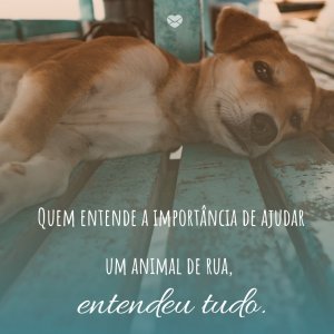 Mensagens Com Amor 'Quem entende a importância de ajudar um animal de rua, entendeu tudo' - Bom Dia Gente