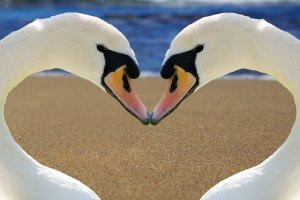 Pixabay Foto de casal de cisnes