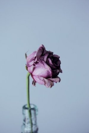 Unsplash/Sharon McCutcheon Rosa murcha