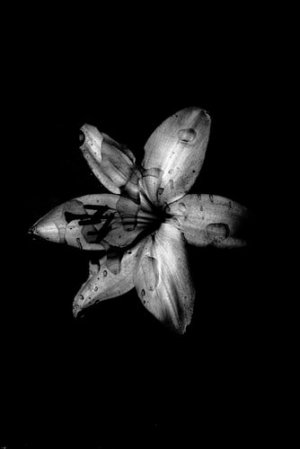 Unsplash/Evie S. Flor em preto e branco
