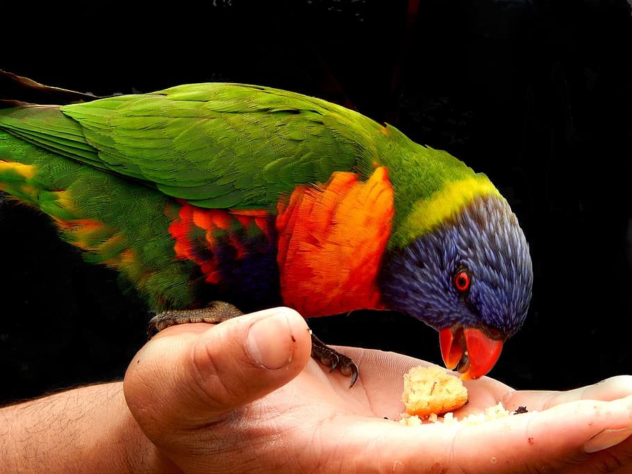 Passarinho colorido comendo biscoito da palma da mão de uma pessoa.